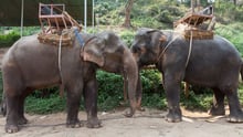 Elephants facing each other with saddles on their backs at a tourist attraction - Unite for the herd - World Animal Protection