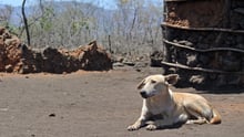 Dog lying down