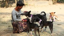Man and his four recently vaccinated dogs in Bangladesh