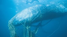 A whale entangled in ghost fishing gear off the coast of California - Sea Change - World Animal Protection