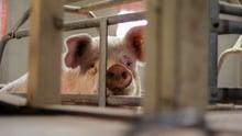 Hero_Cows-in-Factory-Farming