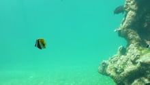 Cayman Islands Sea Turtle Fish Tank