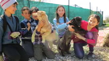 Schoolchildren play with dogs at the Save the Dogs shelter in Romania