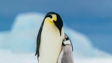 Penguins
