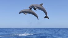 dolphins swimming in the ocean