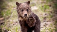 baby bear