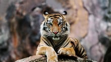 Tiger in the wild