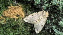 Lymantria dispar moth