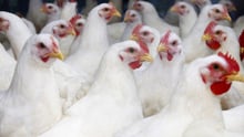 Broiler chicken