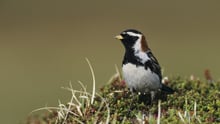 Longspur bird