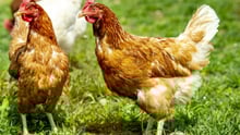 two chickens in a field
