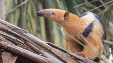 pangolin