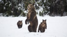 bears playing the snow