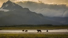 wildlife with mountains