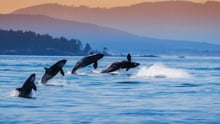 Orcas in the wild