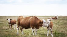 Cows on pasture
