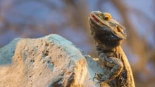 bearded dragon resting on a rock