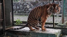 Caged Tiger