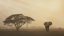 elephant in the wild standing next to a tree