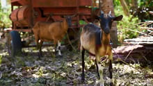goat, Philippines