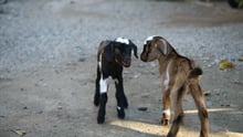 goats Philippines