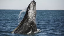 A juvenile Gray whale is breaching whilst entangled in a lobster trap line off the coast of Mexico.