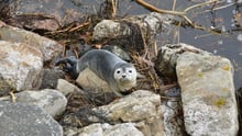 seal