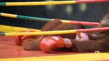 Orangutan in a boxing ring