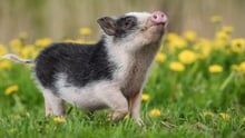 piglet_success_stories