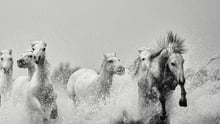 Ejaz Khan Earth Photography - Wild Horses - World Animal Protection