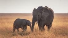 An elephant and her calf