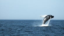 humpback whale