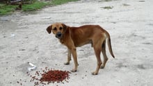 dog Antigua Barbuda