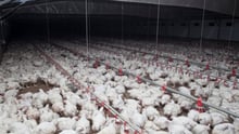 Chickens in factory farm, South Australia