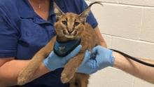 caracal