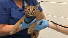 Wild cat rescue Caracal