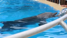 Landmark sea sanctuary study for captive dolphins announced