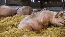 Indoor pigs