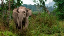 An elephant in the wild