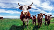 Cows, Farm