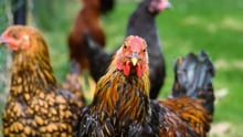 chicken