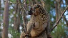 lemur, Madagascar