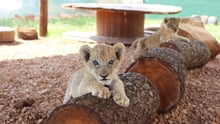 Lion cub at tourist attraction in South Africa - Animals in the wild - World Animal Protection