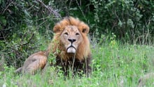 Why a life entertaining tourists is no life for a lion