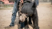 Man holding a dancing bear in Nepal, the bear has ropes through his nose - Bears - World Animal Protection