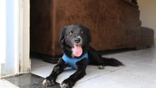 Rescued dog