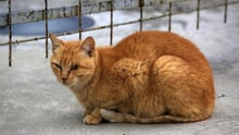 A stray cat at Maracanã Stadium, Rio