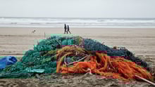 End to harmful fishing subsidies is a positive step for marine animals worldwide.