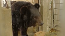 Maya bear
