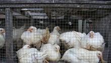 industrially farmed chickens